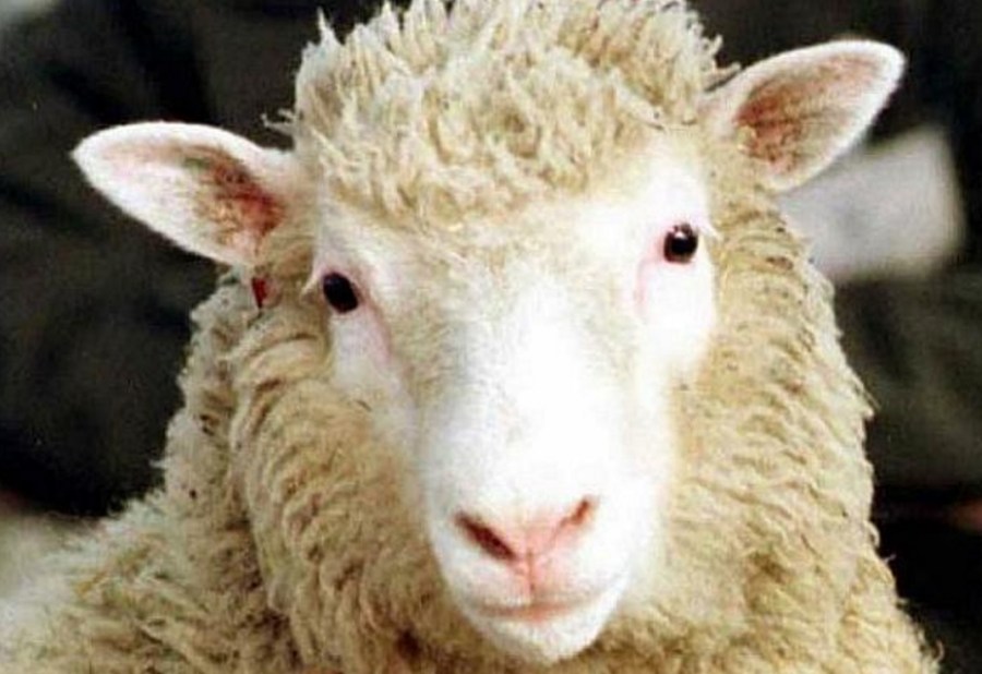 14-de-fevereiro-ovelha-dolly-primeiro-mamifero-a-ser-clonado-com-sucesso-a-partir-de-uma-celula-adulta