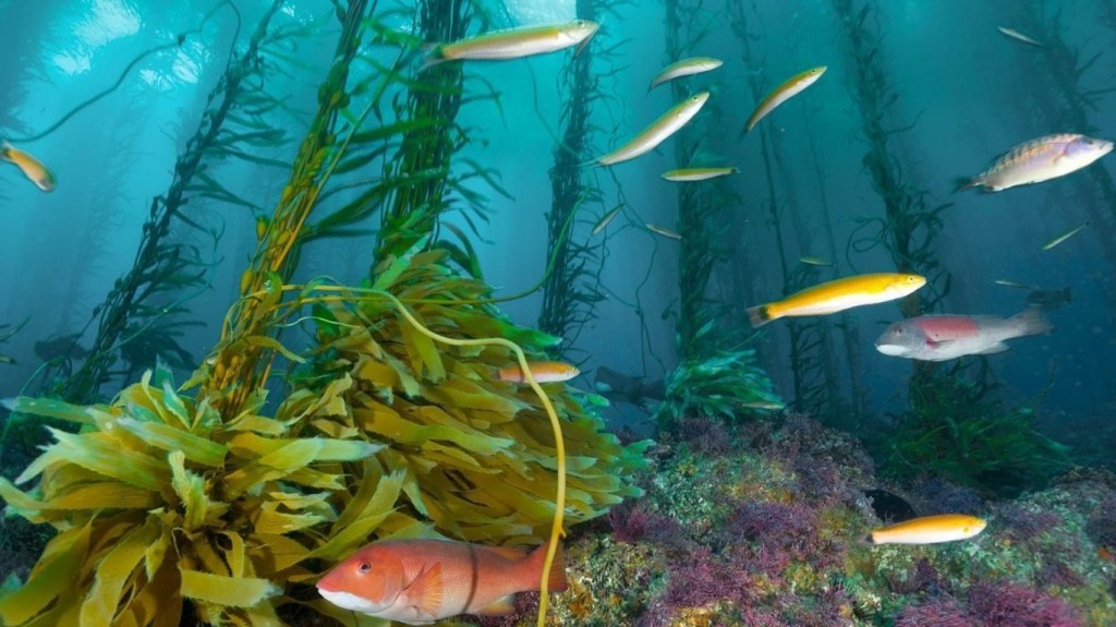 A Nave Interior – Zé Ramalho e&nbsp;Pitty