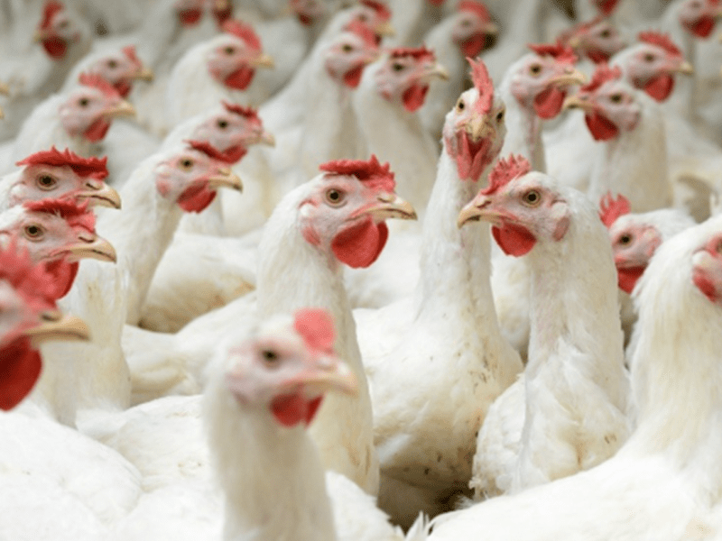 Dia da Avicultura • 28 de&nbsp;Agosto