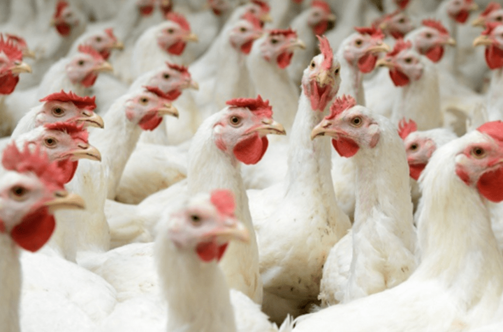 Dia da Avicultura • 28 de&nbsp;Agosto