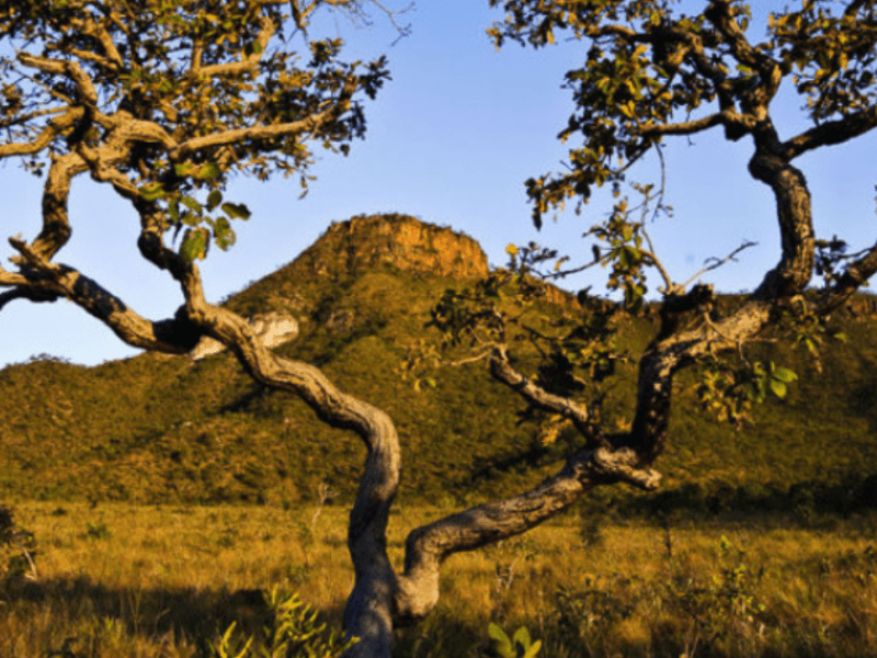 Dia Nacional do Cerrado • 11 de&nbsp;Setembro