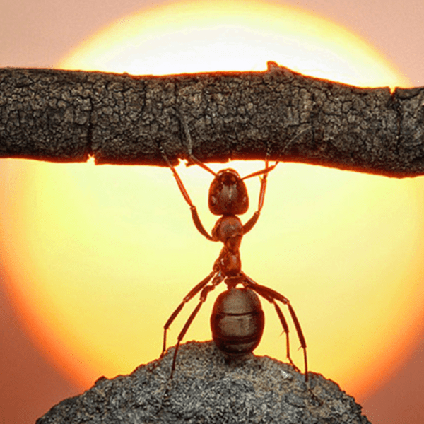 A Aplicação da&nbsp;Força